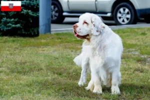 Read more about the article Hodowcy i szczenięta Clumber spaniel w Turyngia