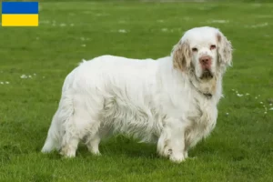 Read more about the article Hodowcy i szczenięta Clumber spaniel w Ukraina