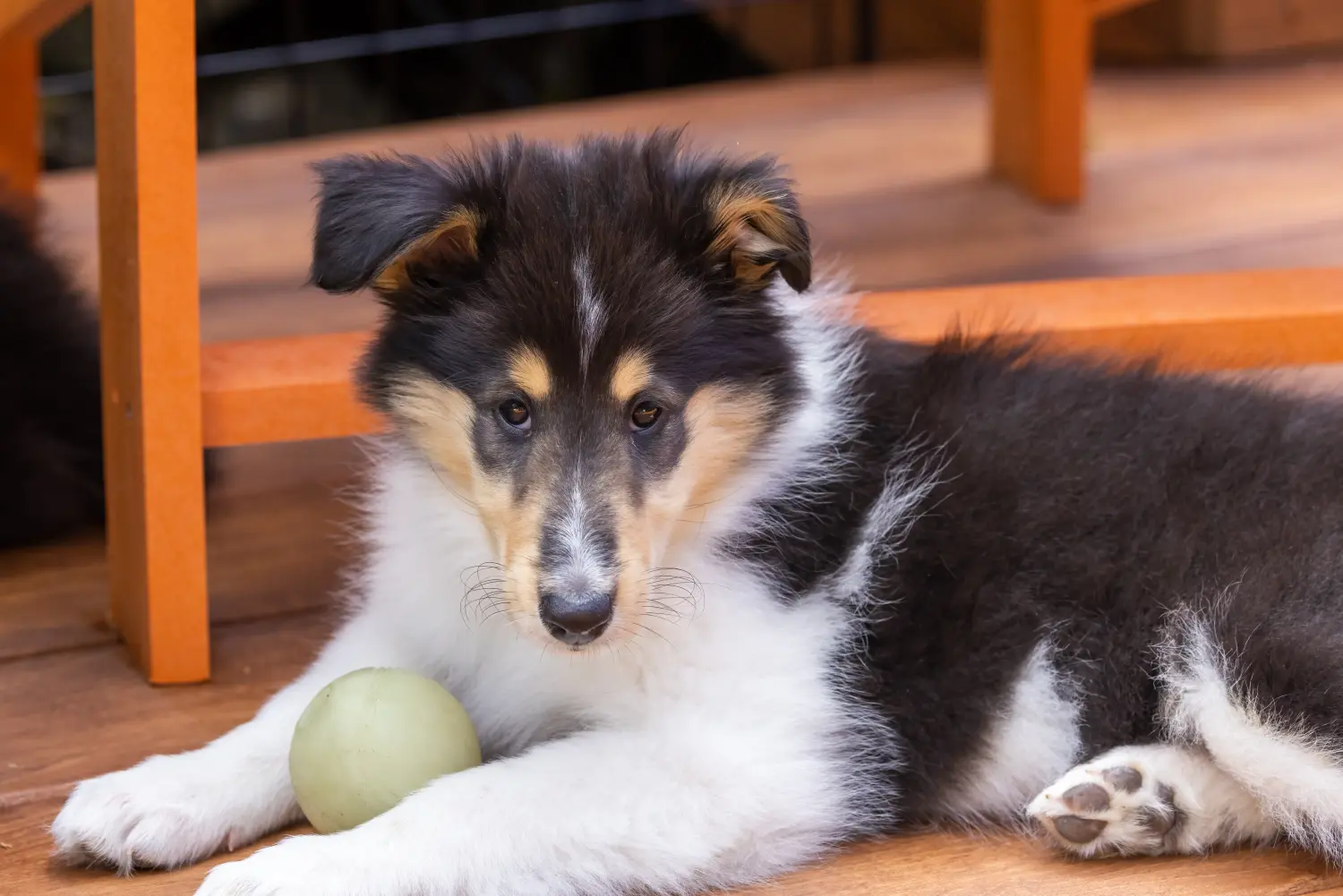 Kupno szczeniaka Collie oznacza wzięcie na siebie odpowiedzialności! Kup szczenięta rasy Collie.