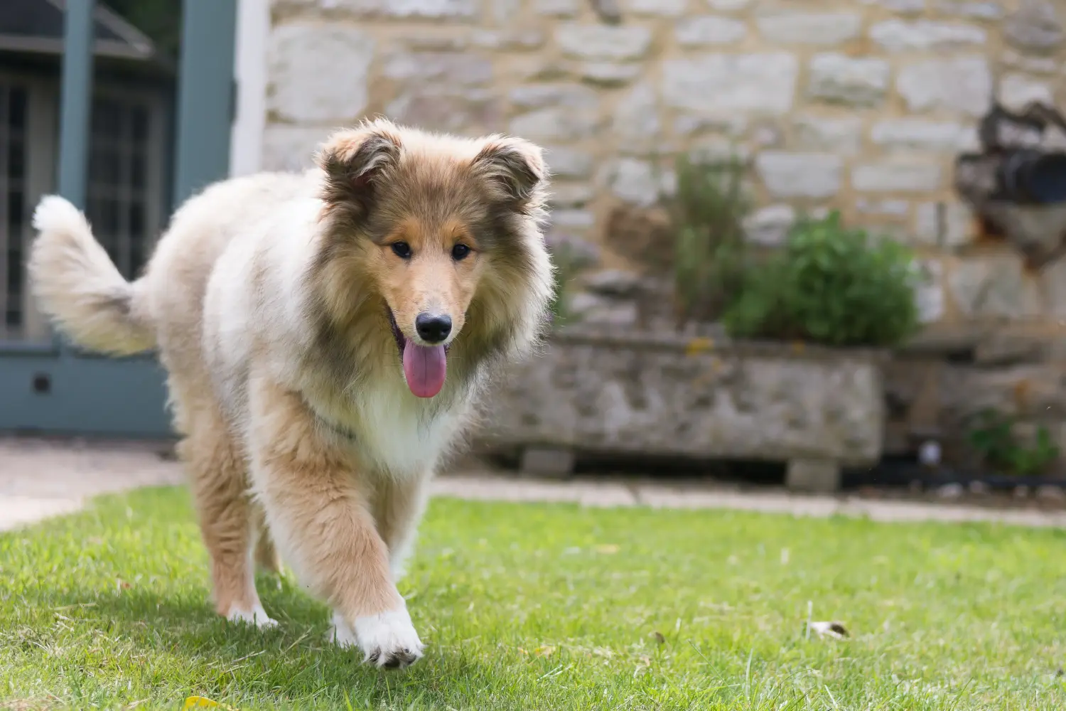 Kupno szczeniaka Collie oznacza wzięcie na siebie odpowiedzialności! Kup szczenięta rasy Collie.