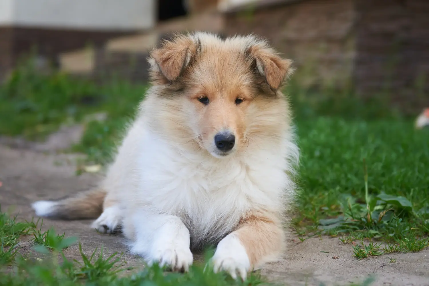 Kupno szczeniaka Collie oznacza wzięcie na siebie odpowiedzialności! Kup szczenięta rasy Collie.