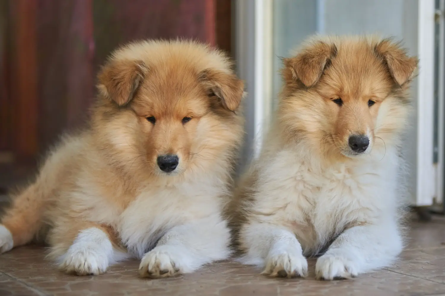 Kupno szczeniaka Collie oznacza wzięcie na siebie odpowiedzialności! Kup szczenięta rasy Collie.