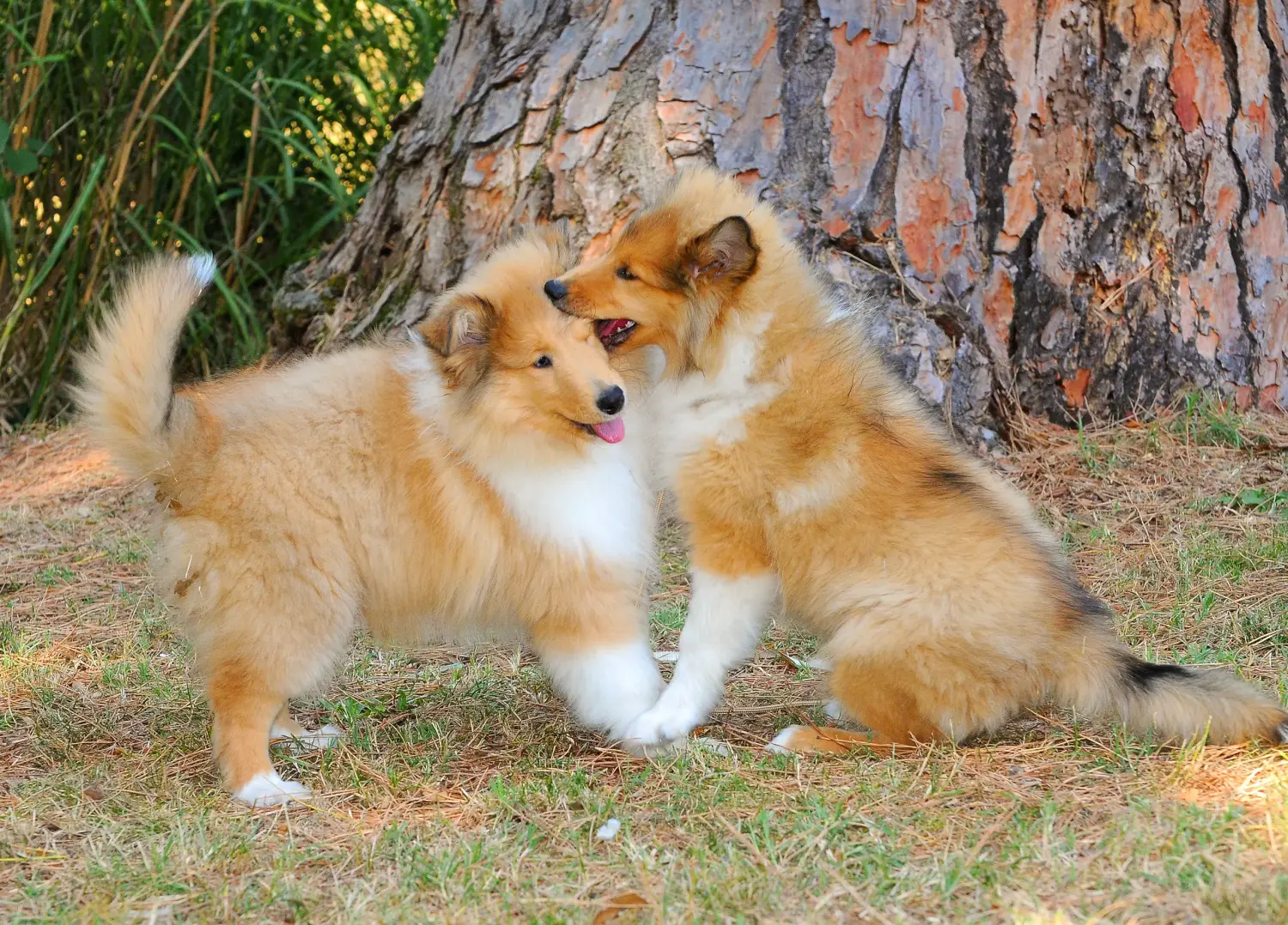 Kupno szczeniaka Collie oznacza wzięcie na siebie odpowiedzialności! Kup szczenięta rasy Collie.