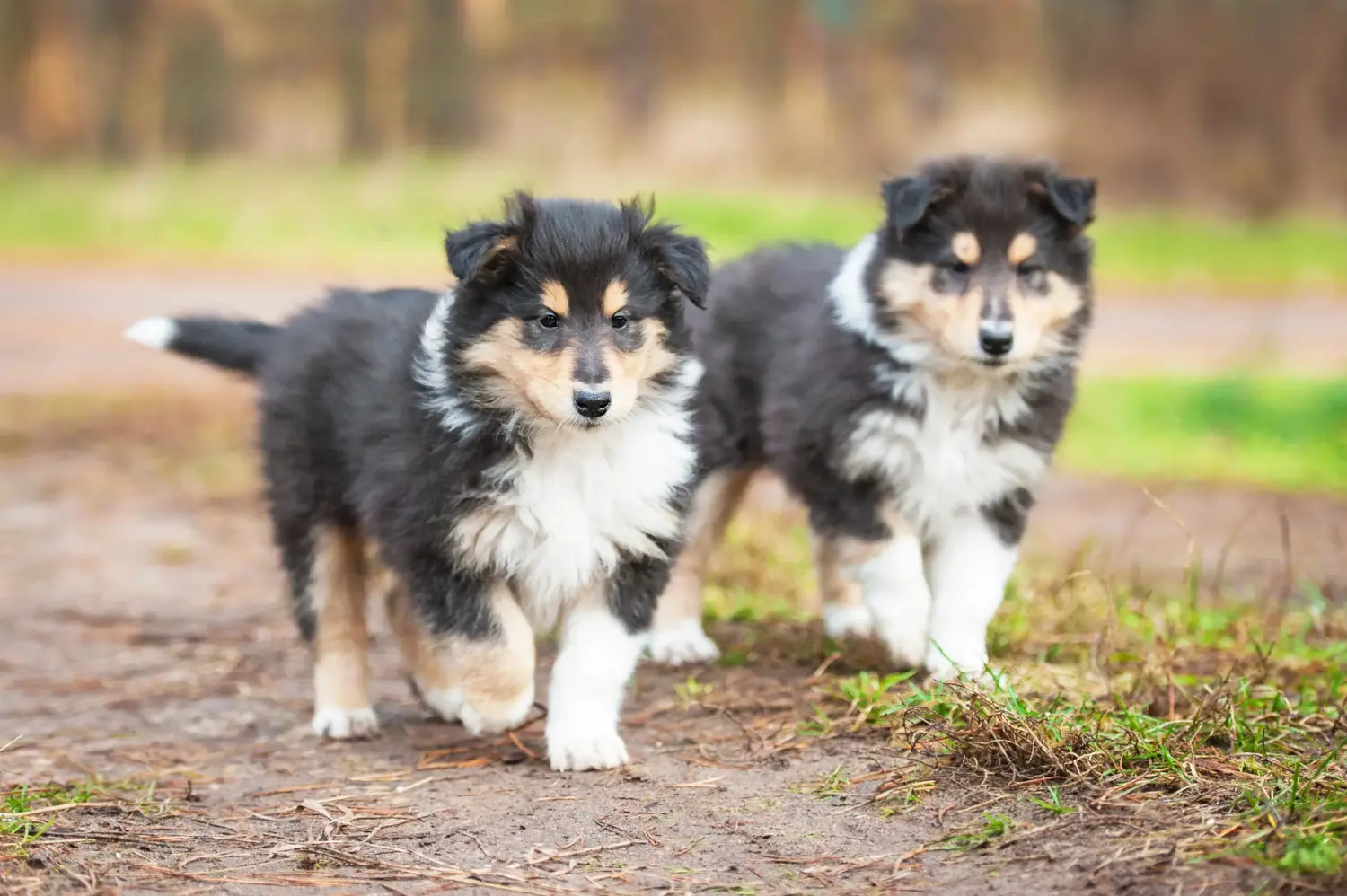 Kupno szczeniaka Collie oznacza wzięcie na siebie odpowiedzialności! Kup szczenięta rasy Collie.