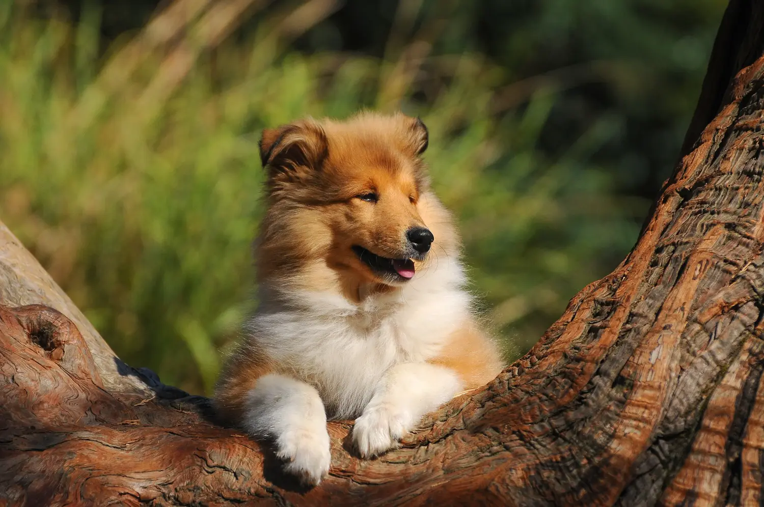 Kupno szczeniaka Collie oznacza wzięcie na siebie odpowiedzialności! Kup szczenięta rasy Collie.