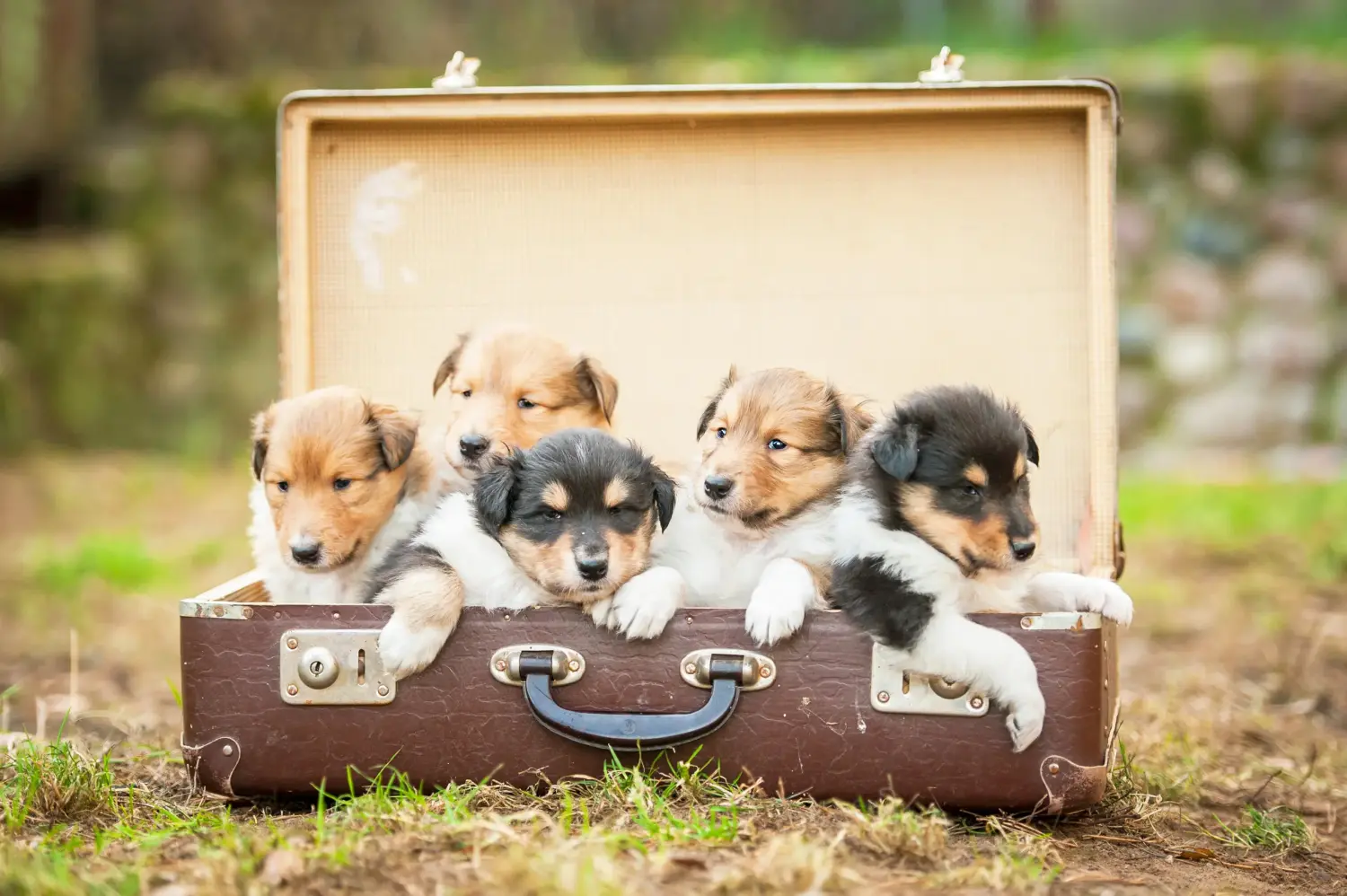 Kupno szczeniaka Collie oznacza wzięcie na siebie odpowiedzialności! Kup szczenięta rasy Collie.