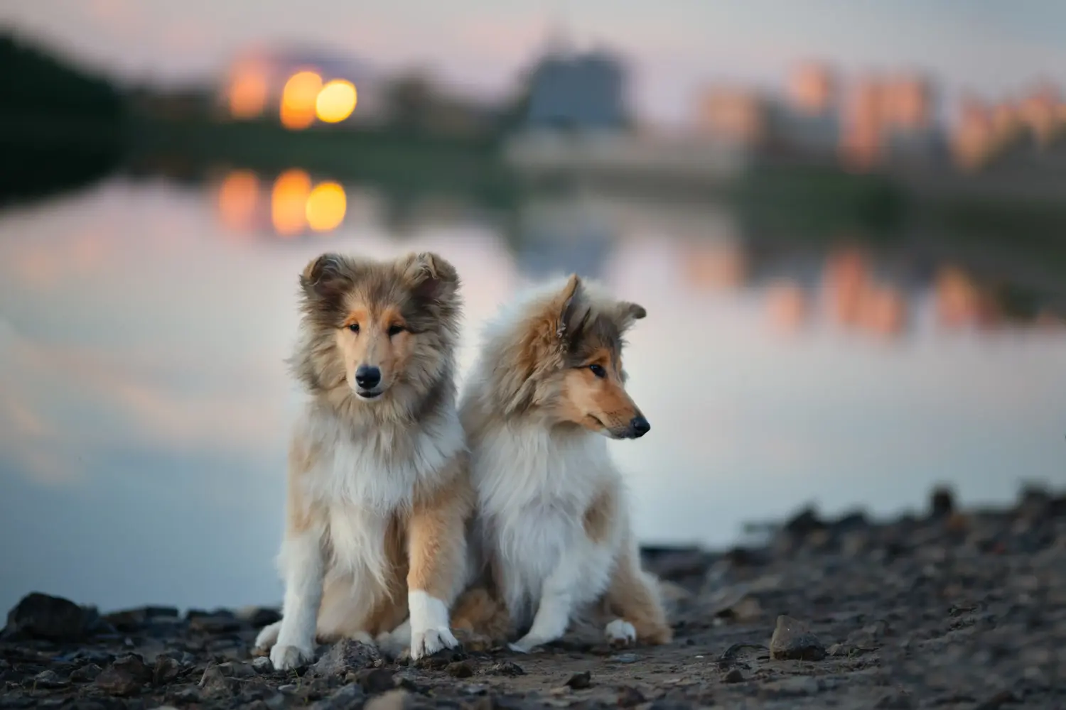 Kupno szczeniaka Collie oznacza wzięcie na siebie odpowiedzialności! Kup szczenięta rasy Collie.