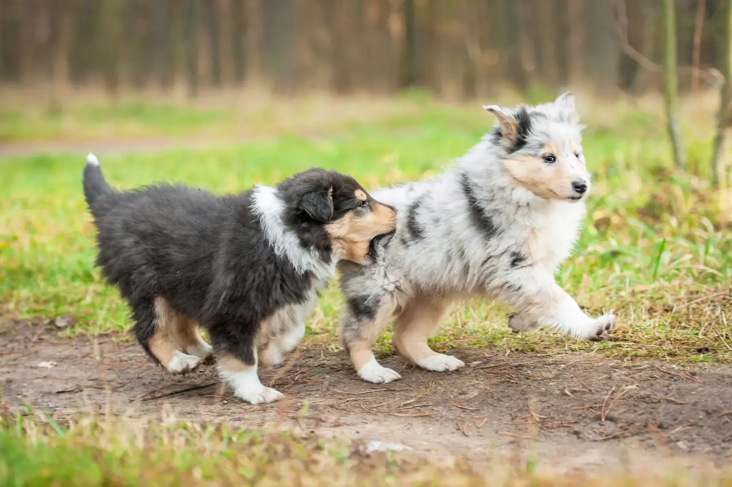 Kupno szczeniaka Collie oznacza wzięcie na siebie odpowiedzialności! Kup szczenięta rasy Collie.
