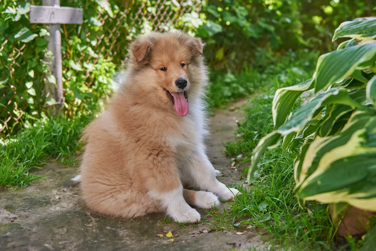 Kupno szczeniaka Collie oznacza wzięcie na siebie odpowiedzialności! Kup szczenięta rasy Collie.