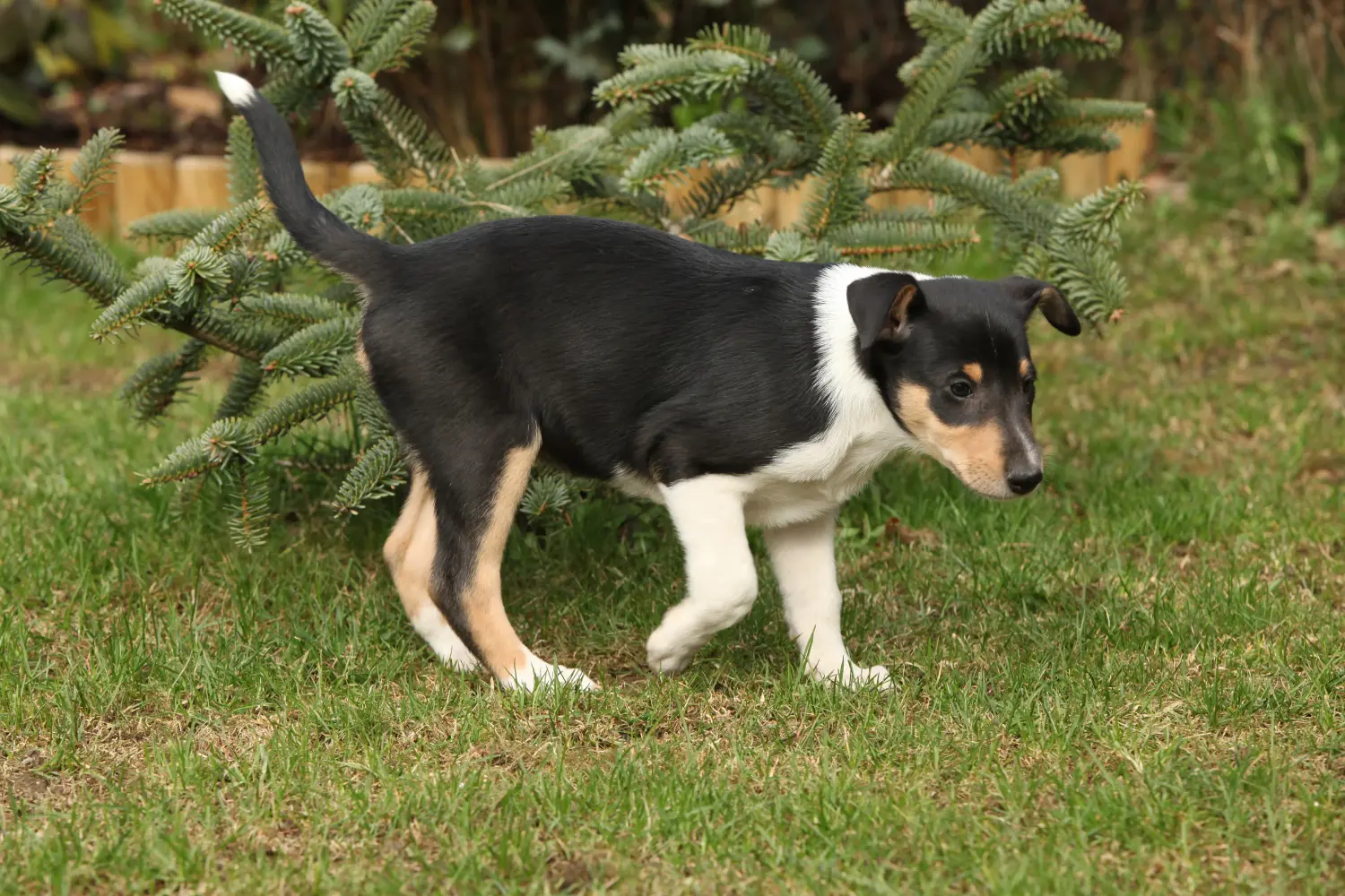 Kupno szczeniaka Collie oznacza wzięcie na siebie odpowiedzialności! Kup szczenięta rasy Collie.