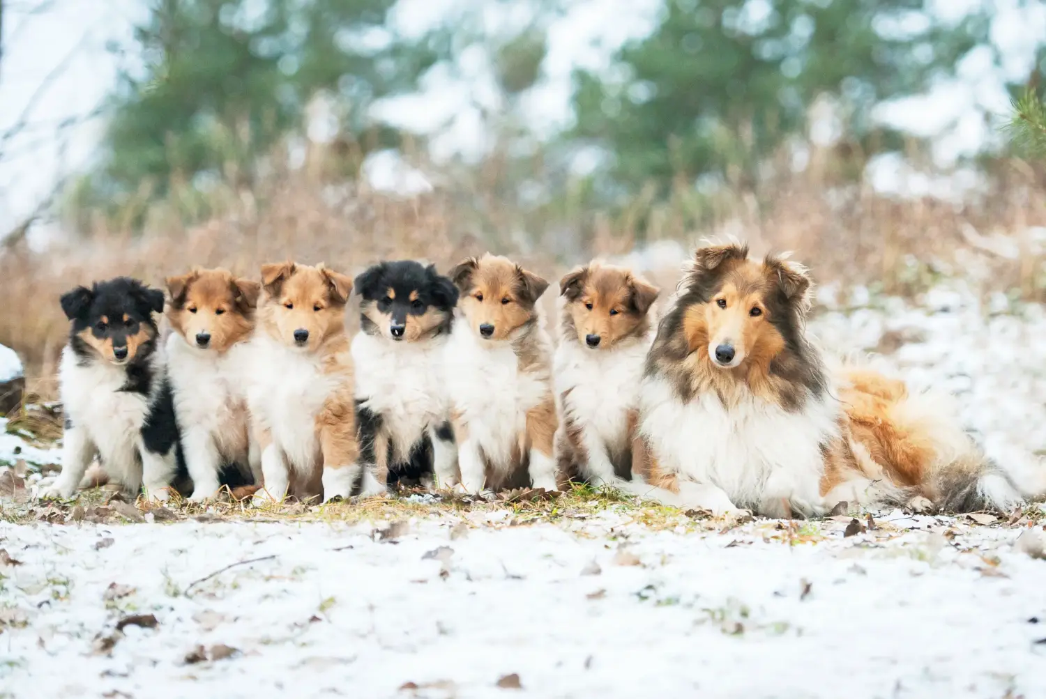 Kupno szczeniaka Collie oznacza wzięcie na siebie odpowiedzialności! Kup szczenięta rasy Collie.