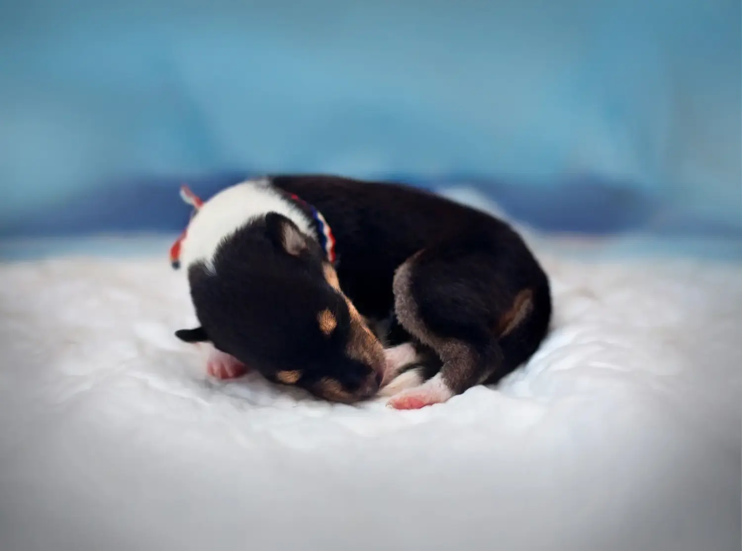 Kupno szczeniaka Collie oznacza wzięcie na siebie odpowiedzialności! Kup szczenięta rasy Collie.