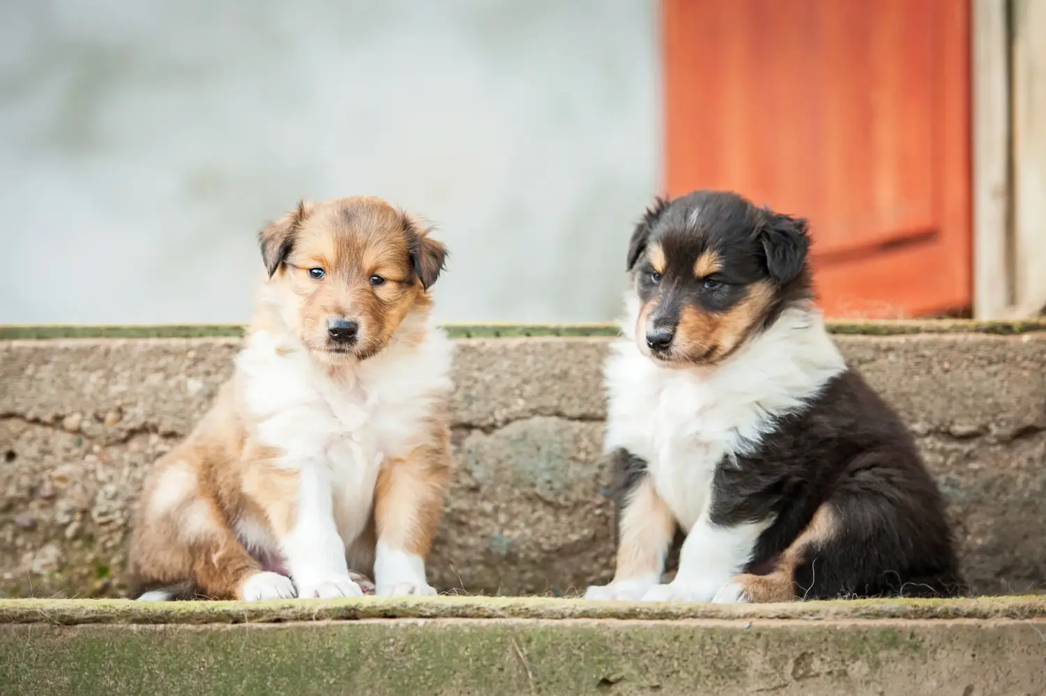 Kupno szczeniaka Collie oznacza wzięcie na siebie odpowiedzialności! Kup szczenięta rasy Collie.