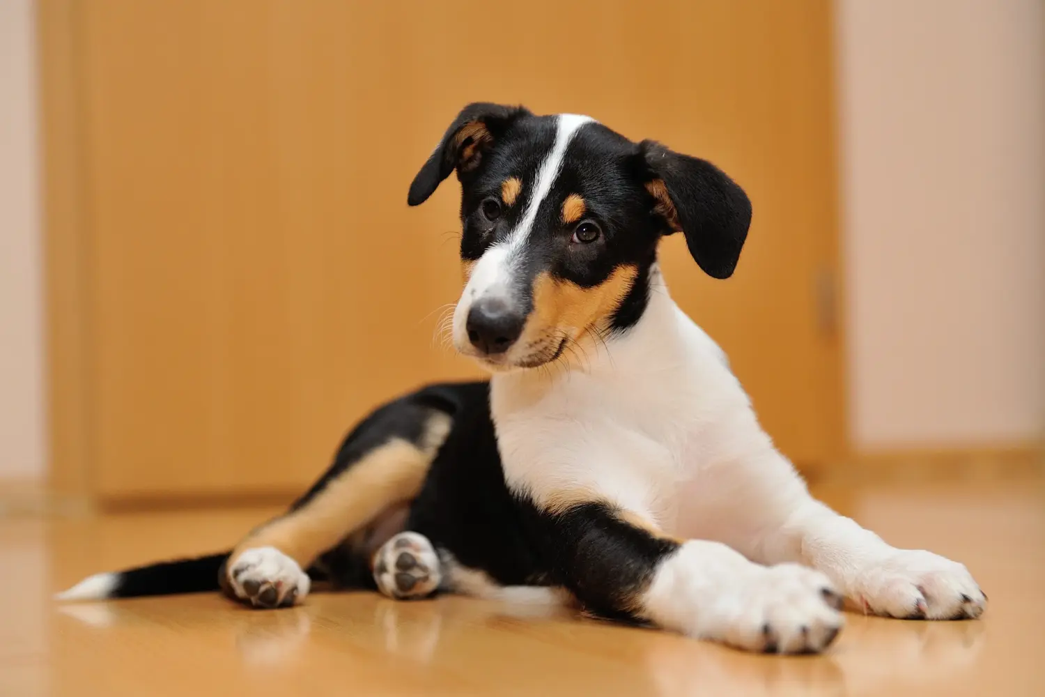 Kupno szczeniaka Collie oznacza wzięcie na siebie odpowiedzialności! Kup szczenięta rasy Collie.