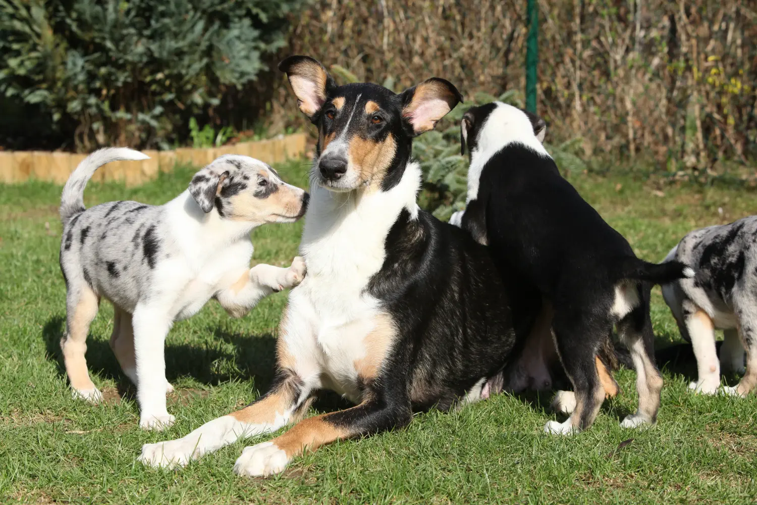 Kupno szczeniaka Collie oznacza wzięcie na siebie odpowiedzialności! Kup szczenięta rasy Collie.