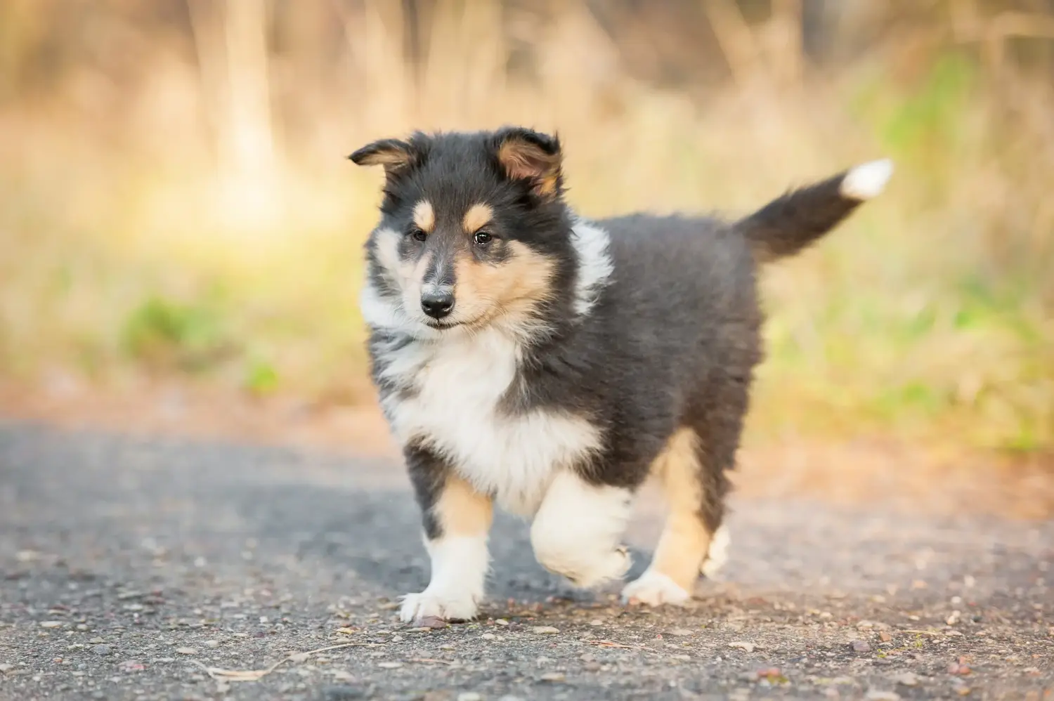 Kupno szczeniaka Collie oznacza wzięcie na siebie odpowiedzialności! Kup szczenięta rasy Collie.