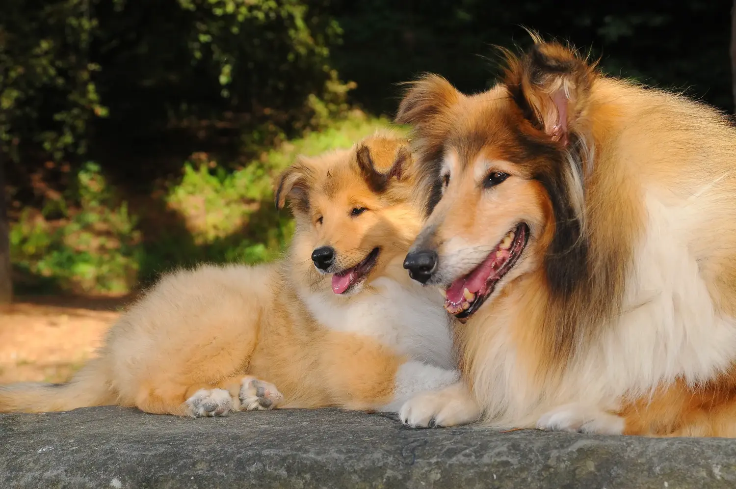 Kupno szczeniaka Collie oznacza wzięcie na siebie odpowiedzialności! Kup szczenięta rasy Collie.