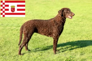 Read more about the article Hodowcy i szczenięta Curly Coated Retriever w Brema