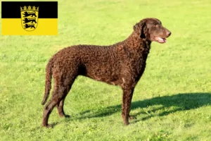 Read more about the article Hodowcy i szczenięta Curly Coated Retriever w Badenia-Wirtembergia