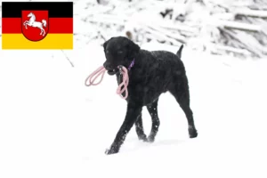 Read more about the article Hodowcy i szczenięta Curly Coated Retriever w Dolna Saksonia