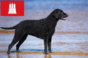 Read more about the article Hodowcy i szczenięta Curly Coated Retriever w Hamburg