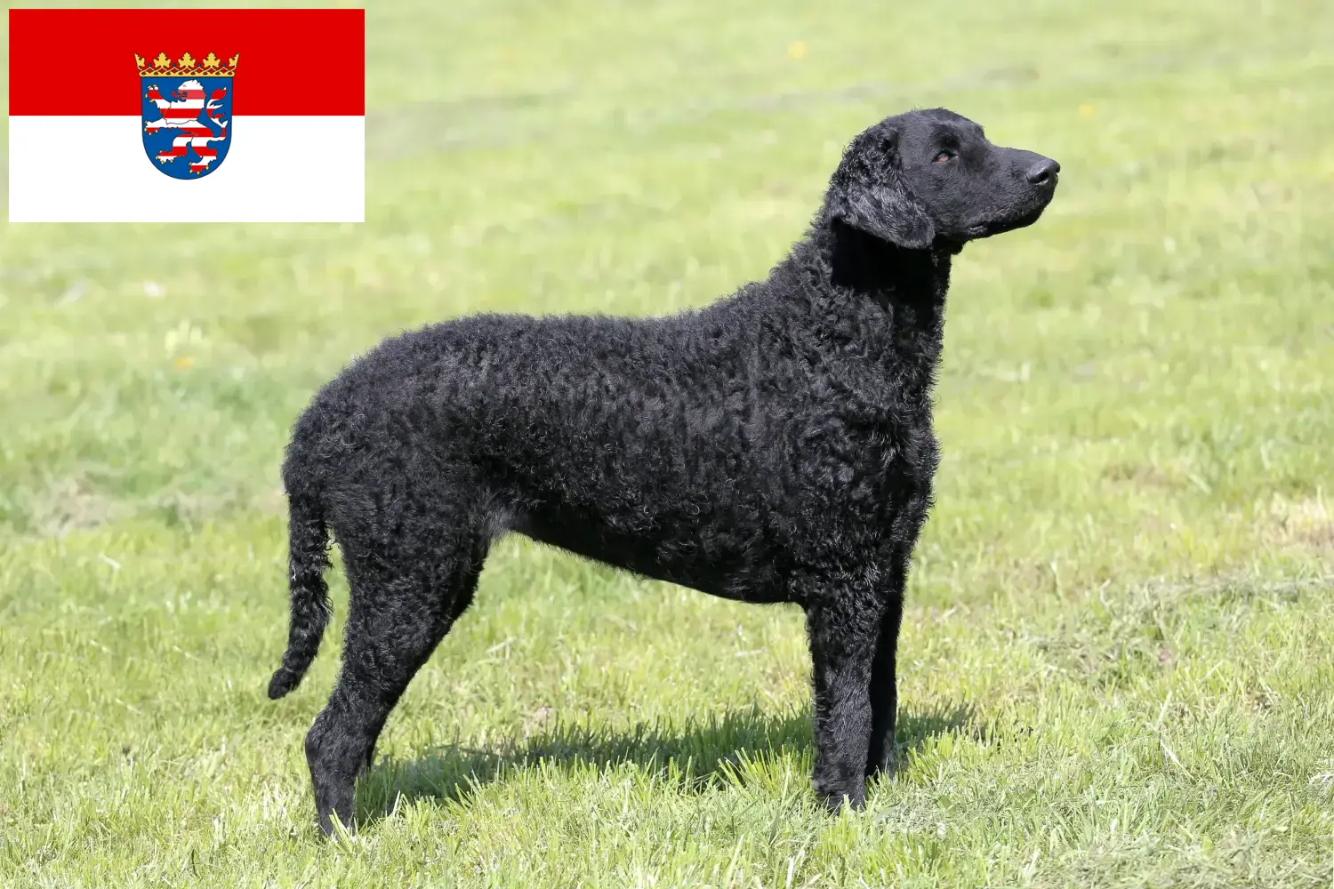 Kędzierzawy retriever szczenięta i hodowcy Hesja Tutaj znajdziesz hodowców Curly Coated Retriever w Hesja.