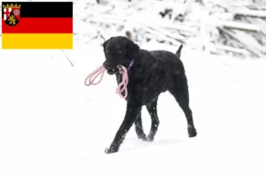 Read more about the article Hodowcy i szczenięta Retriever kędzierzawy w Nadrenia-Palatynat