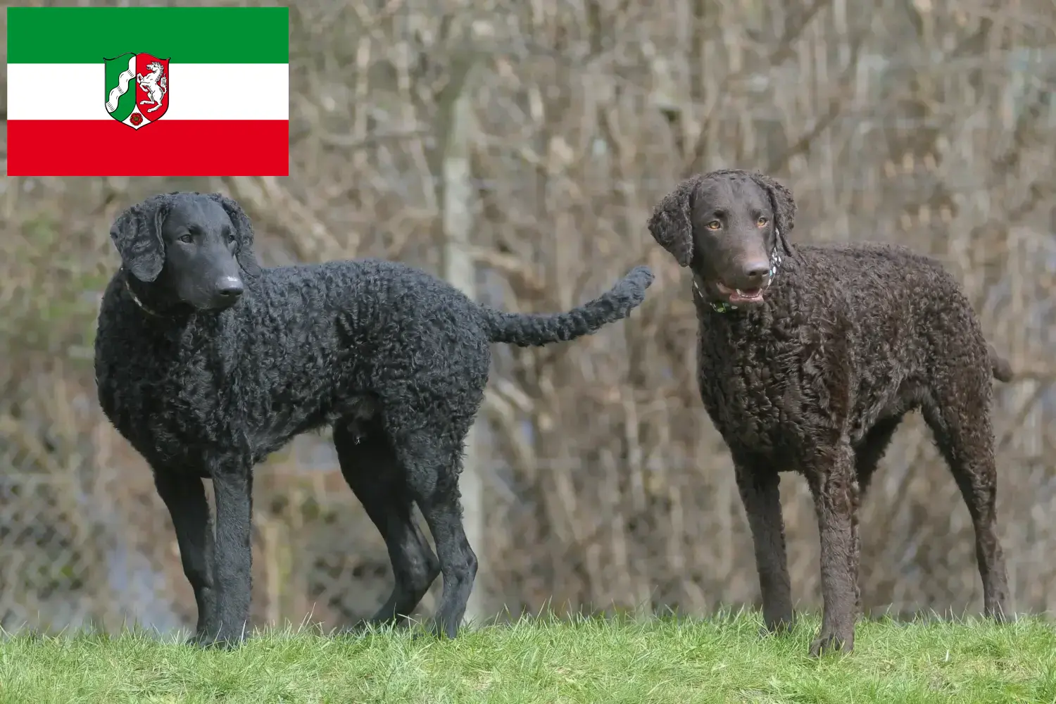 Szczenięta i hodowcy Retriever kędzierzawy Nadrenia Północna-Westfalia Tutaj znajdziesz hodowców Curly coated retriever w Nadrenia Północna-Westfalia.