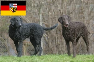 Read more about the article Hodowcy i szczenięta Curly Coated Retriever w Kraj Saary