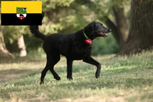 Read more about the article Hodowcy i szczenięta Curly Coated Retriever w Saksonia-Anhalt