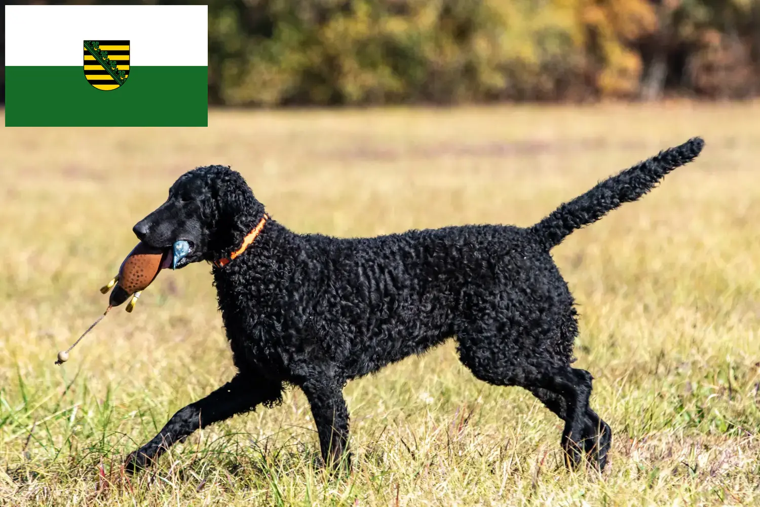 Szczenięta i hodowcy Retriever kędzierzawy saksoński Tutaj znajdziesz hodowców Curly Coated Retriever w Saksonia.