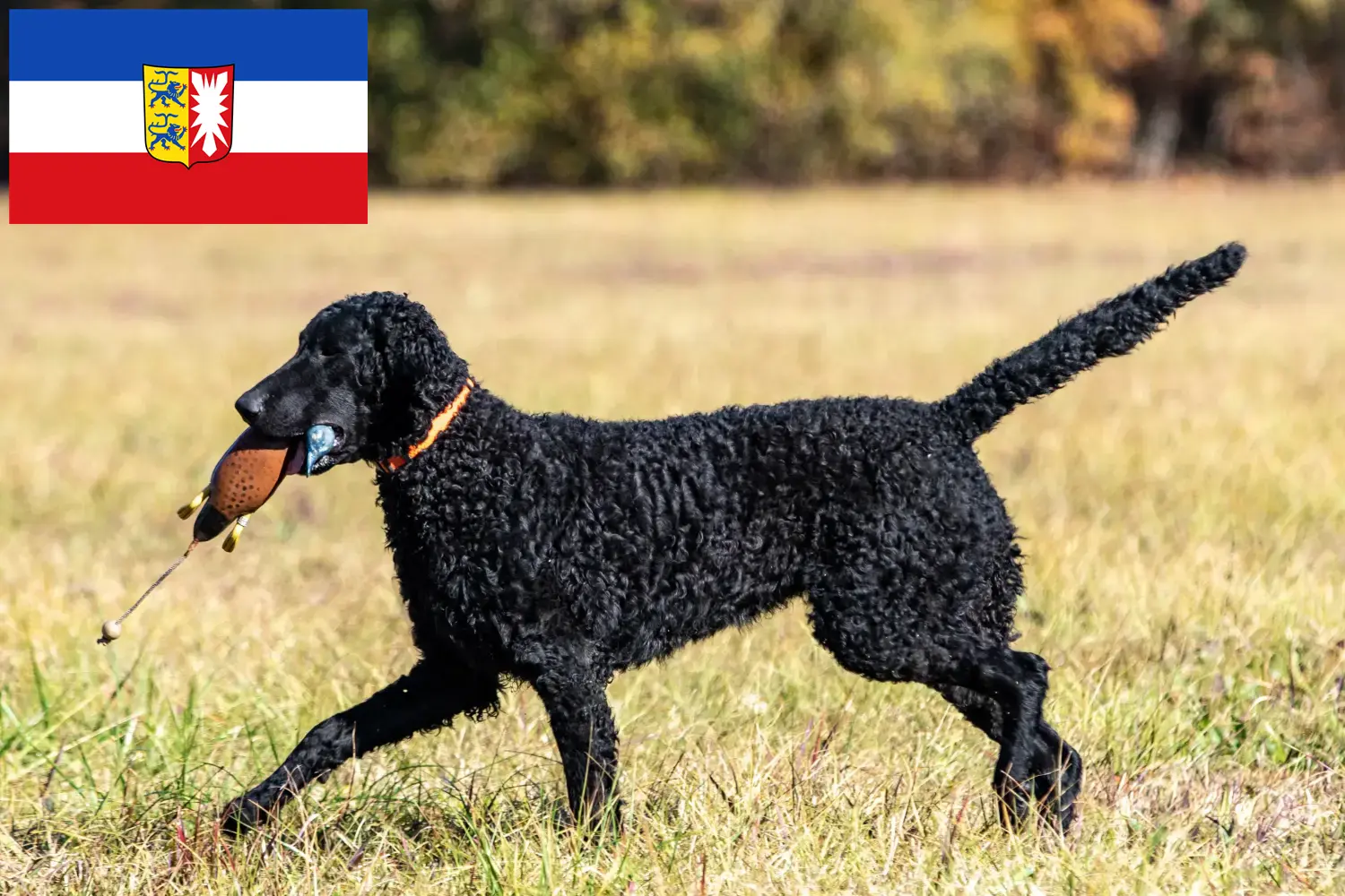 Szczeniaki i hodowcy Curly Coated Retriever Szlezwik-Holsztyn Tutaj znajdziesz hodowców Curly Coated Retriever w Szlezwik-Holsztyn.