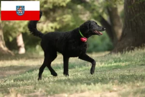 Read more about the article Hodowcy i szczenięta Curly Coated Retriever w Turyngia
