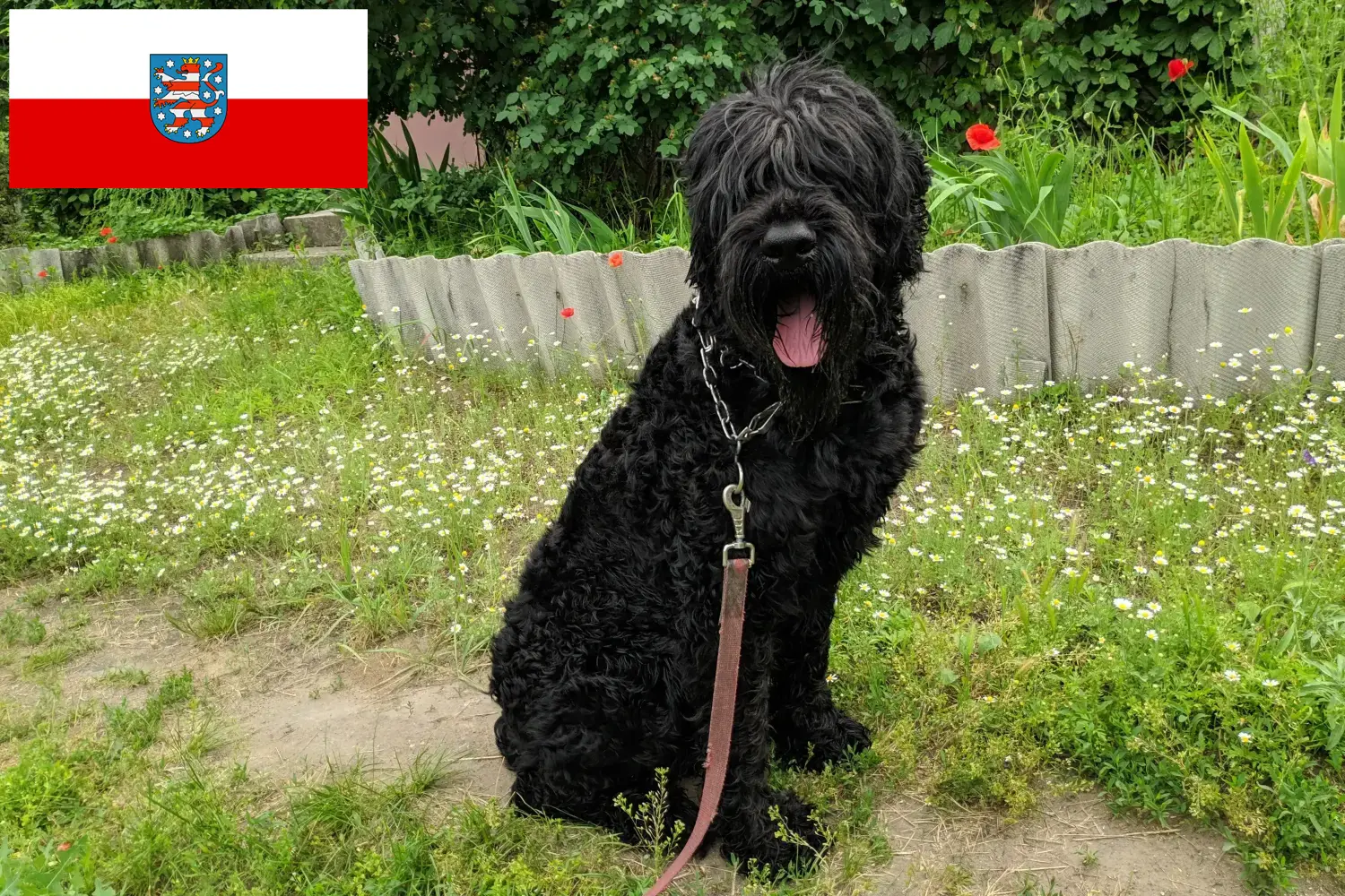 Czarny terier rosyjski szczenięta i hodowca Turyngia Tutaj znajdziesz hodowców rasy Czarny terier rosyjski w Turyngia.