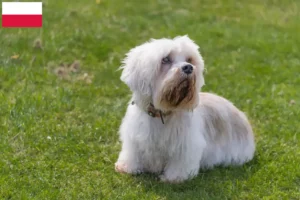 Read more about the article Hodowcy i szczenięta Dandie Dinmont Terrier w Polska