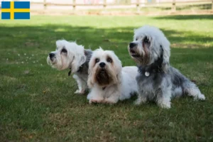 Read more about the article Hodowcy i szczenięta Dandie Dinmont Terrier w Szwecja