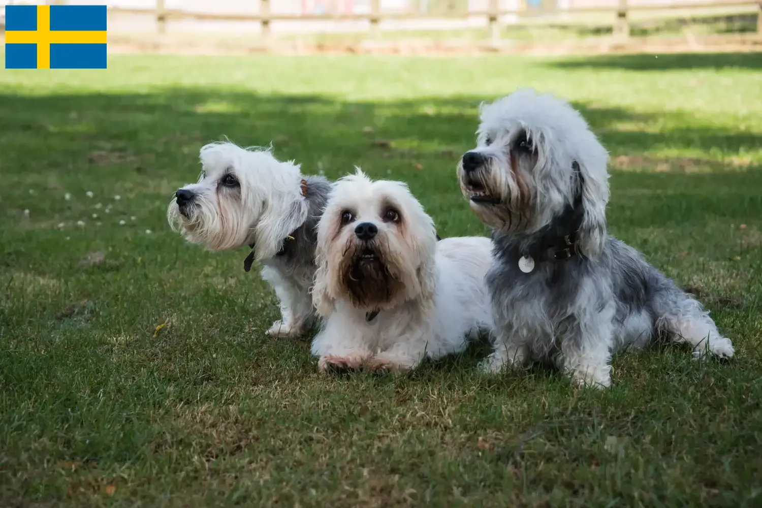 Read more about the article Hodowcy i szczenięta Dandie Dinmont Terrier w Szwecja