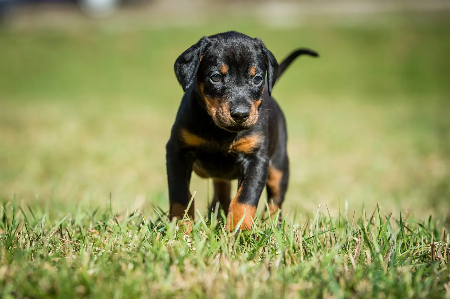 Kupno szczeniaka dobermana oznacza wzięcie na siebie odpowiedzialności! Kup szczenięta dobermana.