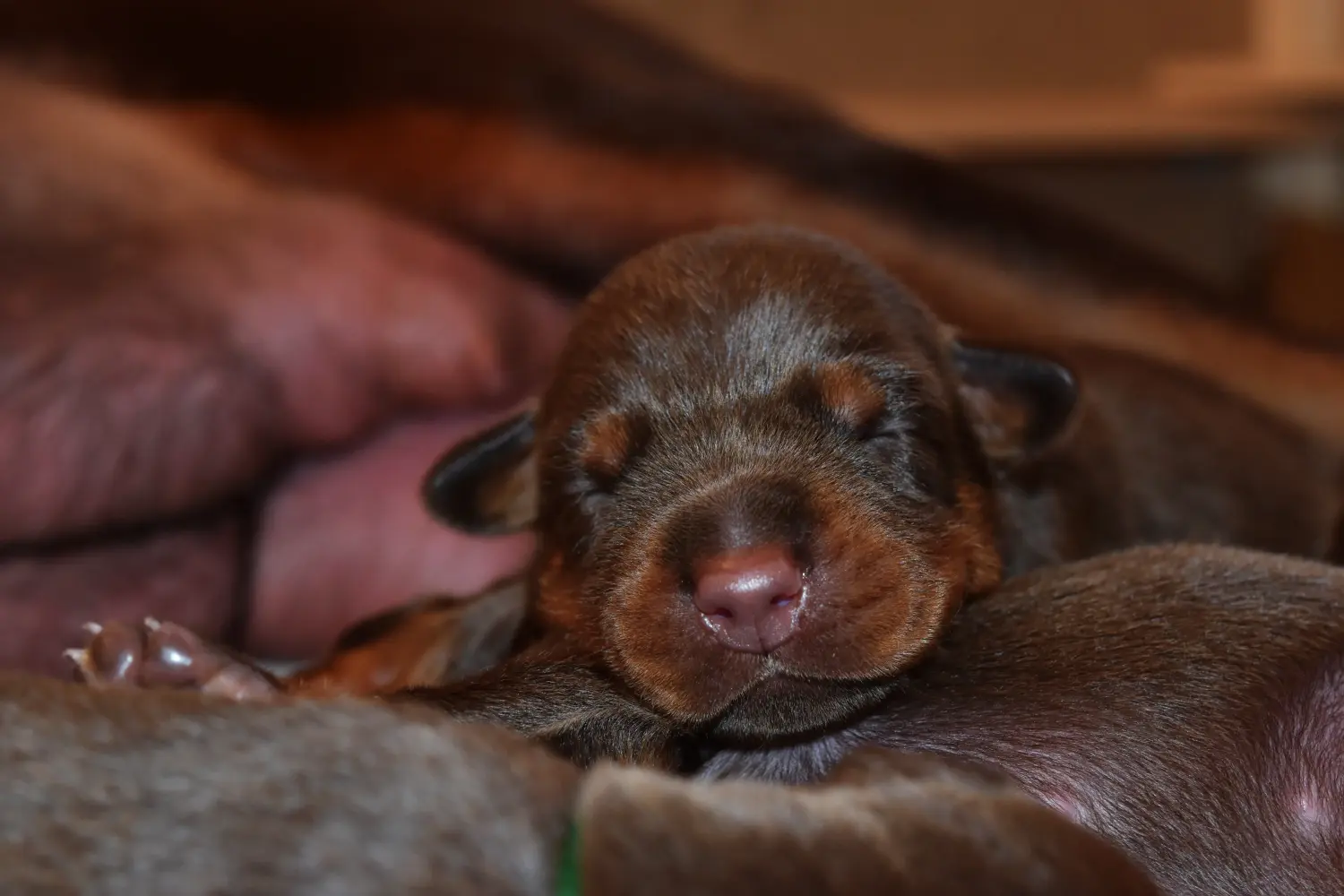 Kupno szczeniaka dobermana oznacza wzięcie na siebie odpowiedzialności! Kup szczenięta dobermana.