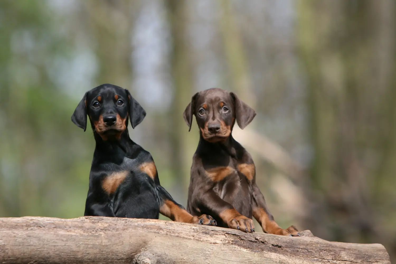 Kupno szczeniaka dobermana oznacza wzięcie na siebie odpowiedzialności! Kup szczenięta dobermana.