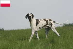 Read more about the article Hodowcy dog niemiecki i szczenięta w Polska