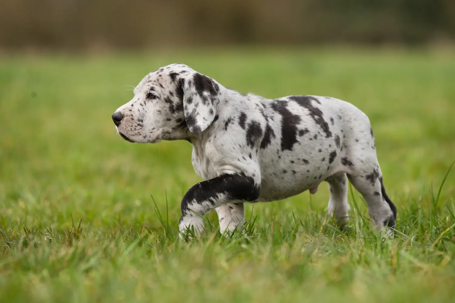 Kupno szczeniaka doga niemieckiego oznacza wzięcie na siebie odpowiedzialności! Kup szczenięta dog niemiecki.