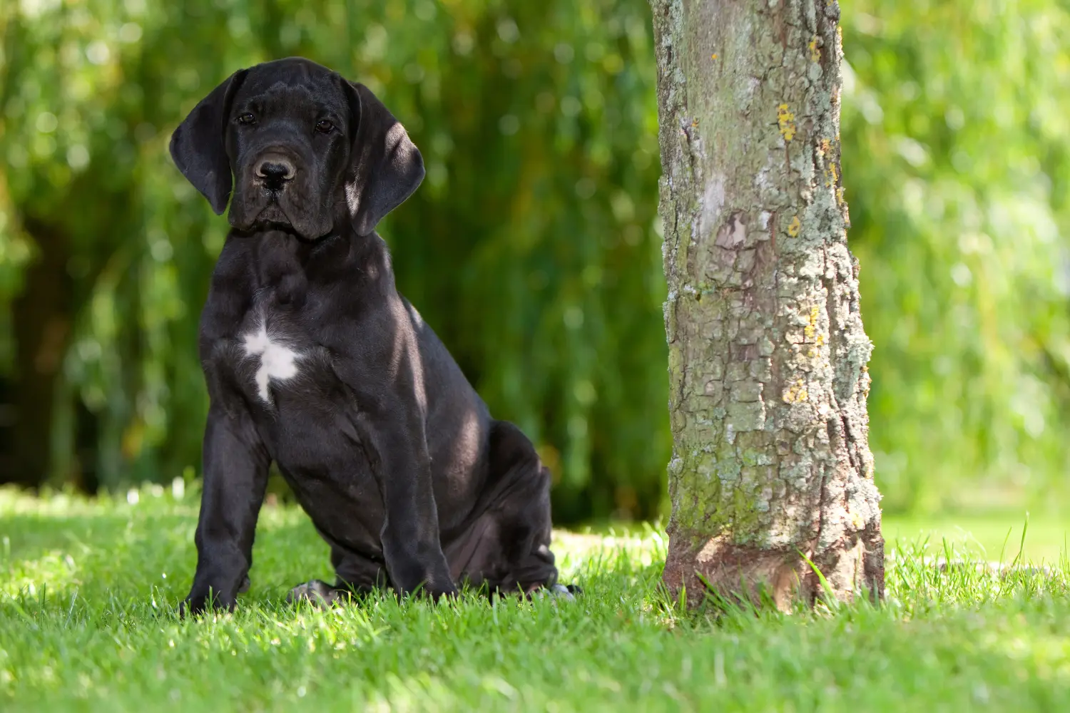 Kupno szczeniaka doga niemieckiego oznacza wzięcie na siebie odpowiedzialności! Kup szczenięta dog niemiecki.