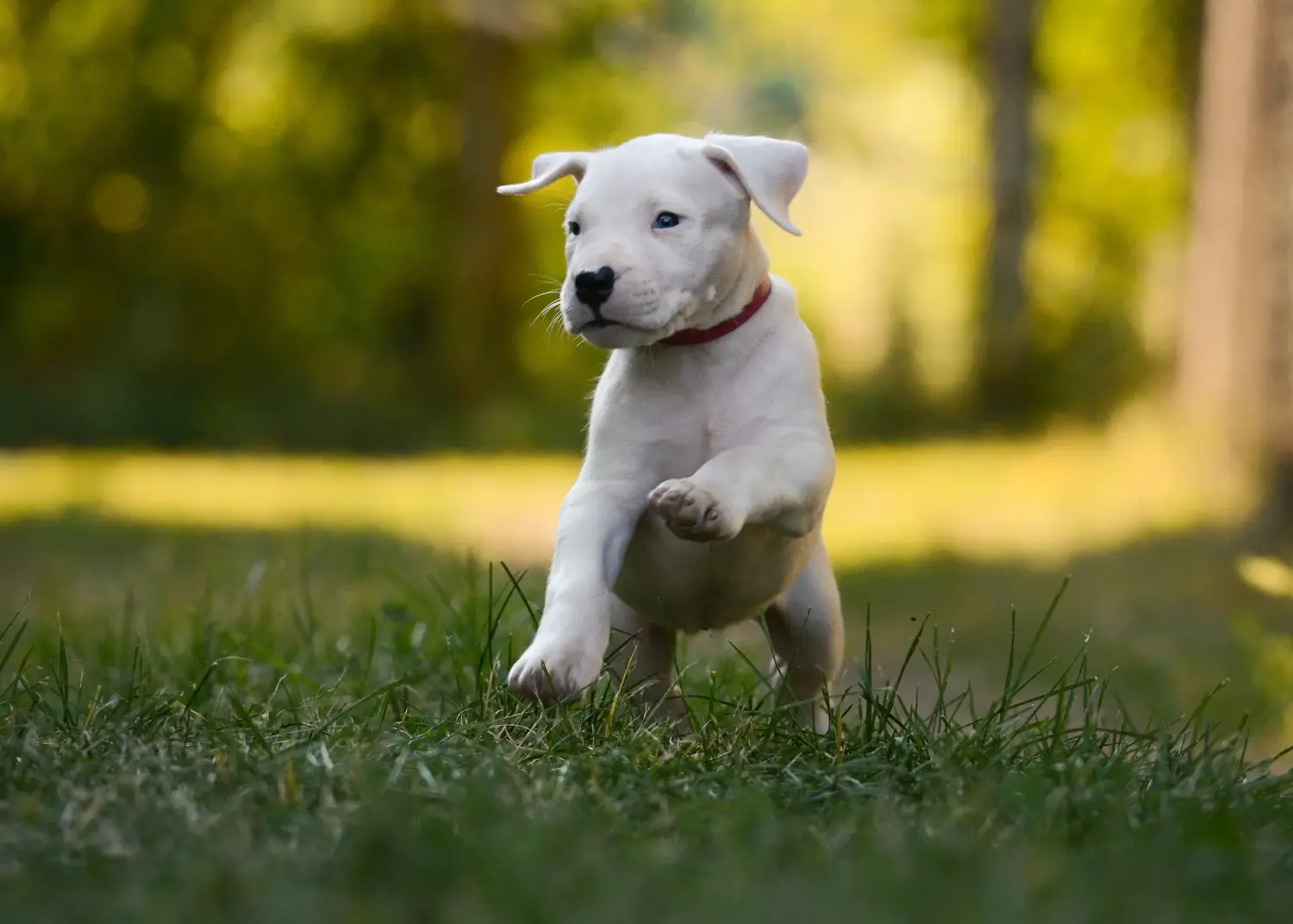 Kupno szczeniaka Dogo Argentino oznacza wzięcie na siebie odpowiedzialności! Kup szczenięta Dogo Argentino.