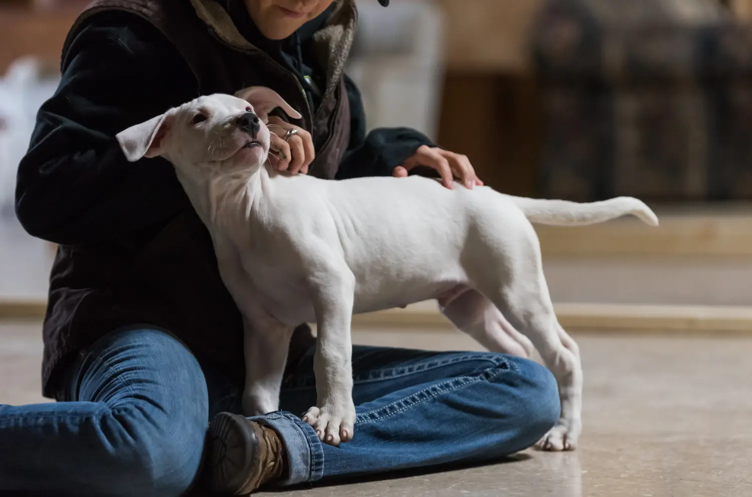 Kupno szczeniaka Dogo Argentino oznacza wzięcie na siebie odpowiedzialności! Kup szczenięta Dogo Argentino.