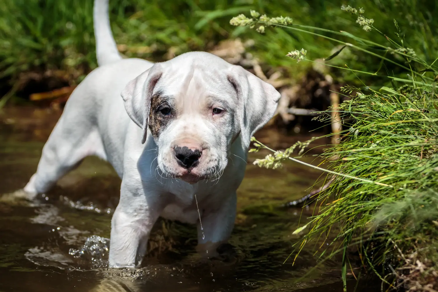Kupno szczeniaka Dogo Argentino oznacza wzięcie na siebie odpowiedzialności! Kup szczenięta Dogo Argentino.
