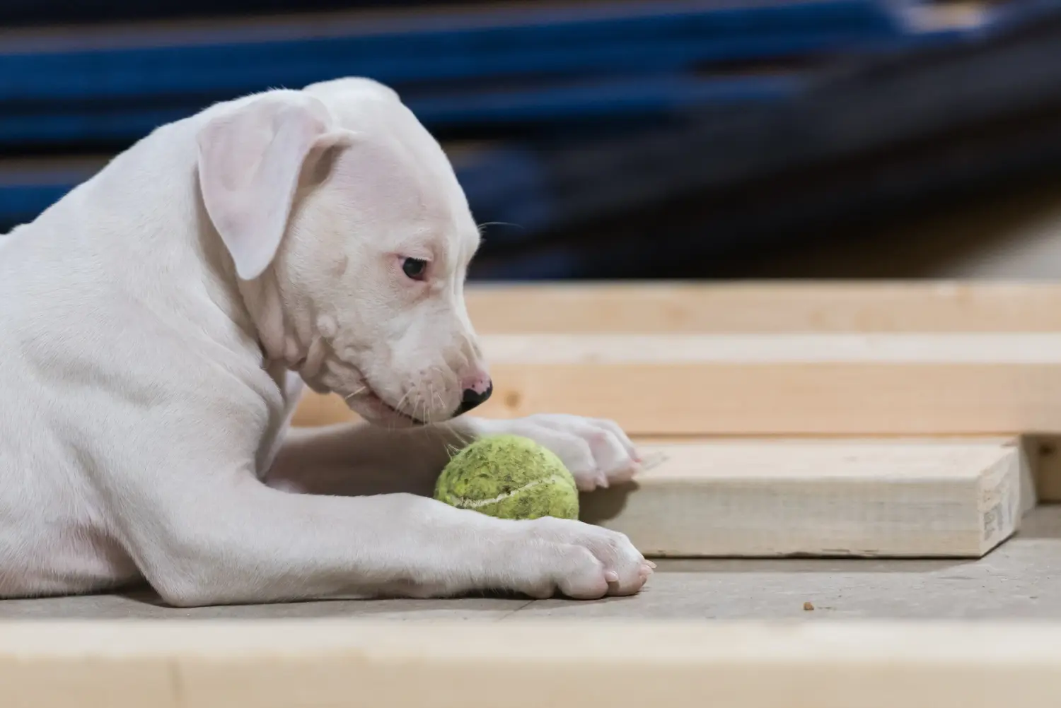 Kupno szczeniaka Dogo Argentino oznacza wzięcie na siebie odpowiedzialności! Kup szczenięta Dogo Argentino.
