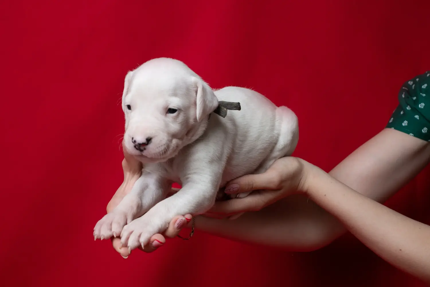 Kupno szczeniaka Dogo Argentino oznacza wzięcie na siebie odpowiedzialności! Kup szczenięta Dogo Argentino.