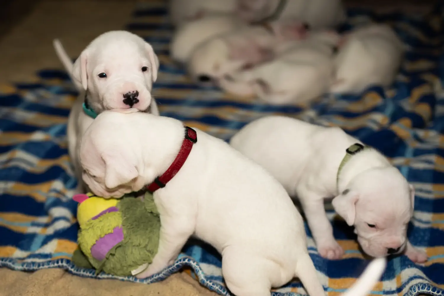 Kupno szczeniaka Dogo Argentino oznacza wzięcie na siebie odpowiedzialności! Kup szczenięta Dogo Argentino.