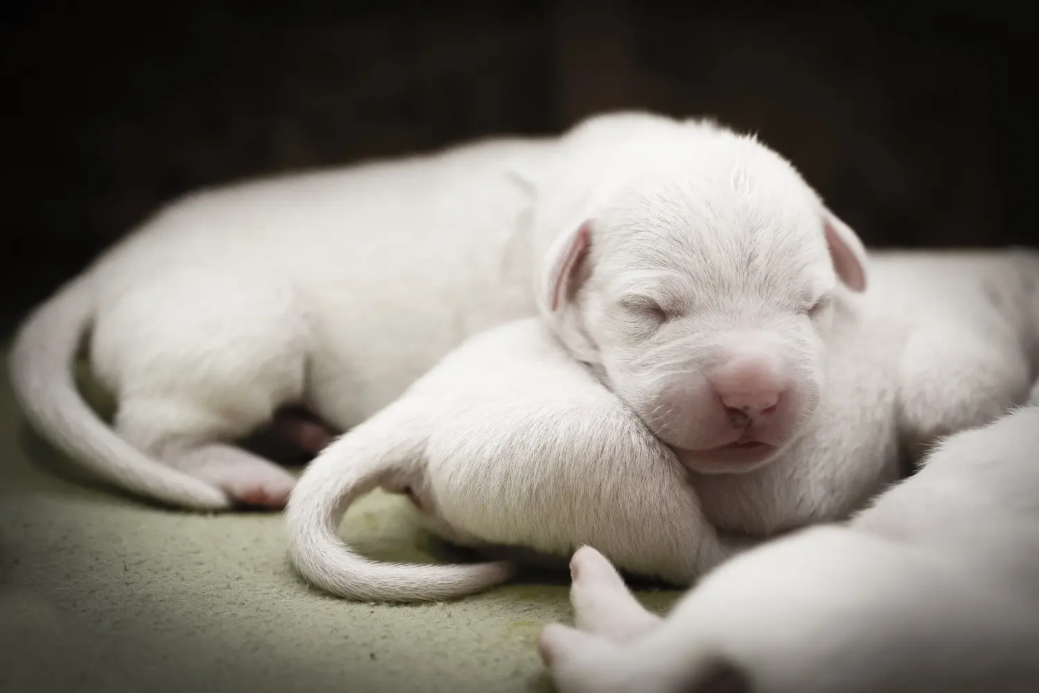 Kupno szczeniaka Dogo Argentino oznacza wzięcie na siebie odpowiedzialności! Kup szczenięta Dogo Argentino.